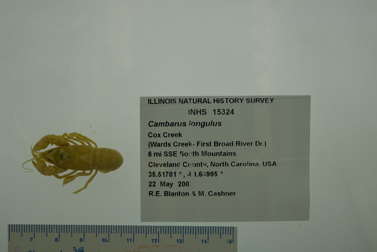 Cambarus longulus image